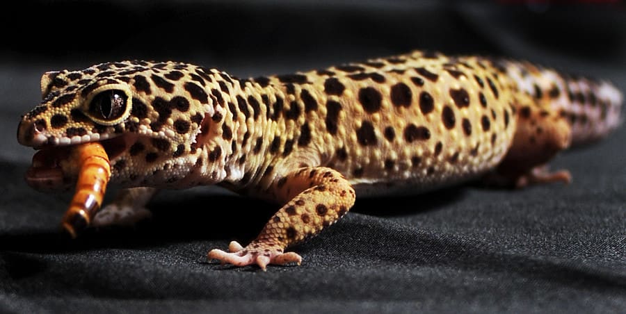 Makanan-Leopard-Gecko