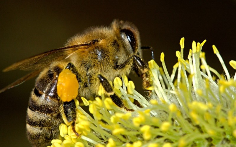 penyakit pada lebah