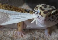 Leopard-Gecko-Sering-Ganti-Kulit