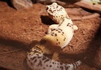 Ukuran-Kandang-Leopard-Gecko