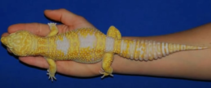 panjang-maksimal-leopard-gecko