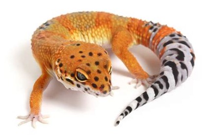 jenis-jenis-leopard-gecko