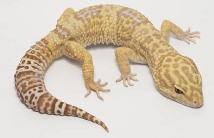 jenis-jenis-leopard-gecko
