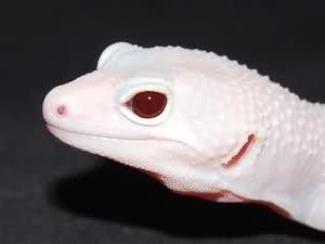 Mata-Leopard-Gecko-Eclipse-Albino-Raptor