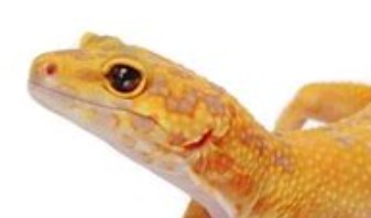 Mata-Leopard-Gecko-Marble-Eyes
