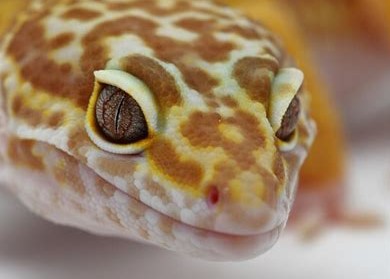 Mata-Leopard-Gecko-Tremper-Albino