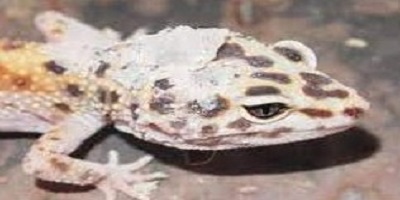 penyakit-leopard-gecko