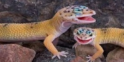 penyakit-leopard-gecko