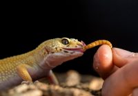 fungsi-dolomit-untuk-gecko