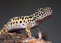 perbedaan-gecko-jantan-dan-betina