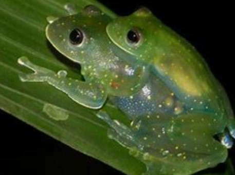 Glass-Frog