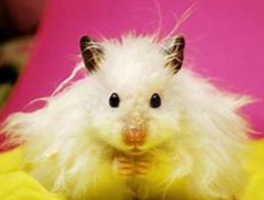 Berikut-ini-jenis-hamster-yang-banyak-dipelihara-di-indonesia-kecuali
