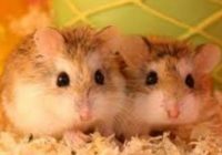 ciri-ciri-hamster-siap-kawin