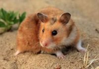 hewan-hamster-berasal-dari-daerah