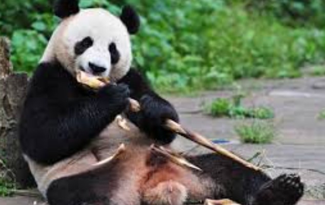 makanan-panda-selain-bambu