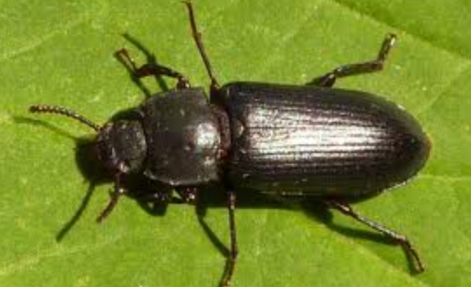 makanan-semut-jepang-selain-ragi-tape