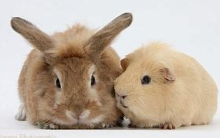 perbedaan-kelinci-dan-marmut