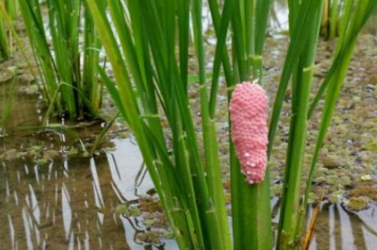 manfaat-telur-keong-mas