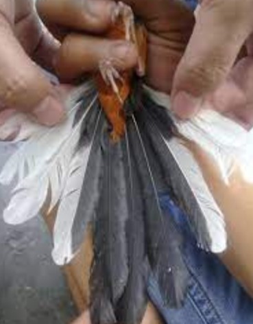 berapa-lama-ekor-murai-tumbuh-setelah-dicabut