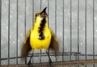 cara-agar-sogon-cepat-ngleper