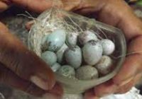 bolehkah-telur-kenari-dipegang