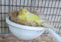 cara-agar-kenari-betina-cepat-membuat-sarang