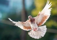 cara-agar-merpati-tidak-cepat-lelah