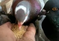 makanan-merpati-biar-cepat-gemuk