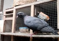 makanan-penambah-stamina-merpati