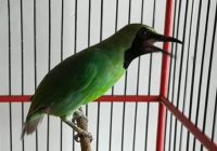 manfaat-air-gula-pasir-untuk-cucak-ijo