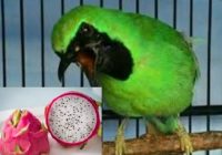 manfaat-buah-naga-untuk-cucak-ijo