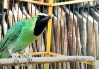 manfaat-gula-merah-buat-cucak-ijo