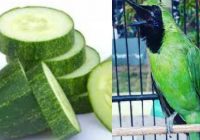 manfaat-timun-untuk-cucak-ijo