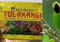 manfaat-tolak-angin-untuk-cucak-ijo