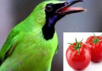 manfaat-tomat-untuk-cucak-ijo