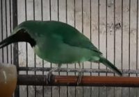 ramuan-cucak-ijo-biar-gacor