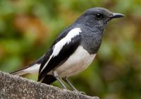 cara-menaikan-birahi-kacer-tipe-dingin