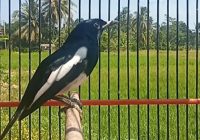 cara-menambah-nafsu-makan-kacer