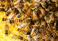 lebah-berkembang-biak-dengan-cara