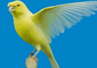 meracik-pakan-kenari-lomba