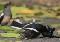 penyebab-burung-kacer-loncat-loncat-di-dalam-sangkar