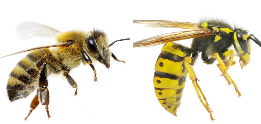 perbedaan-tawon-dan-lebah