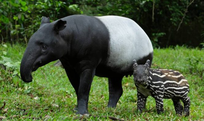 Tapir Berkembang Biak dengan Cara: Tinjauan Berdasarkan Fakta dan Data Ilmiah