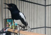 Ciri-Kacer-kurang-emosi