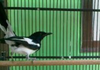 ciri-kacer-giras-kurang-birahi