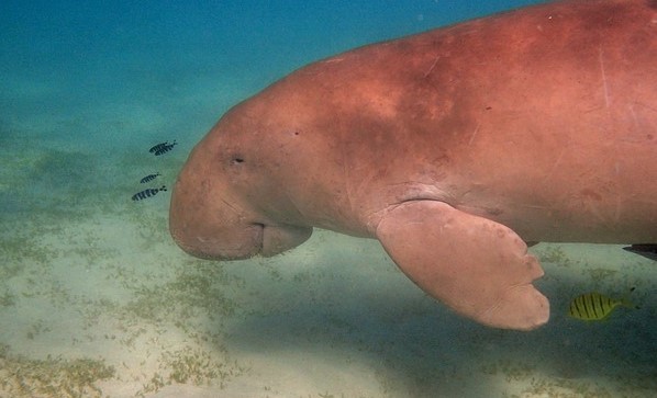 dugong-berkembang-biak-dengan-cara