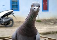 cara-menambah-tenaga-merpati-kolong