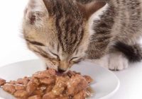 makanan-basah-kucing-buatan-sendiri