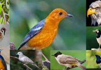 burung-yang-tidak-boleh-dekat-dengan-anis-merah