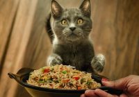 cara-membuat-makanan-kucing-dari-nasi